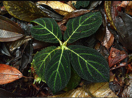 Piper bullulatum, previously named Trianaeopiper bullatum due to the reduced axillary fertile branch, Esmeraldas, Ecuador, Photo by David Scherberich
