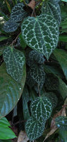 Piper porphyrophyllum