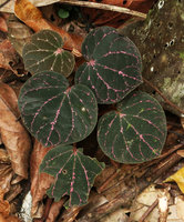 Piper porphyrophyllum, young individual with brown leaves and pink refringent blotches along the main veins, Fraser's Hill, Malaysia
