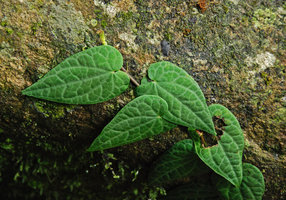 Piper ribesioides, juvenile shingle stage, close up, Tioman, Malaysia