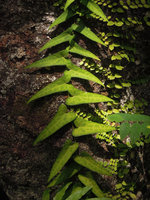 Piper ribesioides, Trang, Thailand