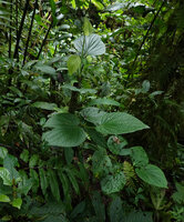 Piper sclerophloeum main climbing reaching the top of a narrow stemmed trunk and lateral detached stems, Imbu Rano, Kolombangara, Solomon Islands