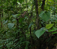 Piper sclerophloeum, main monopodial climbing stem and detached lateral branches, Imbu Rano, Kolombangara, Solomon Islands