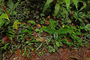 Piper cf. vestitum and Cosmianthemum obtusifolium, exhibiting opposite silver design, along veins or on parenchyma epidermis between veins, Penrissen Range, Padawan, Sarawak, Borneo