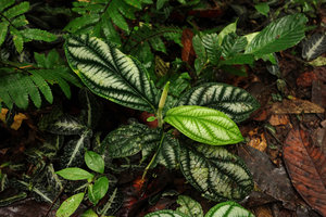 Piper cf. vestitum a rosetted species on forest floor similar to the Amazonian Piper humistratum, Penrissen Range, Padawan, Sarawak, Borneo
