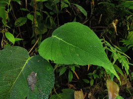 Piper sp. , bullate leaves, Manu NP, 2000 m, Peru