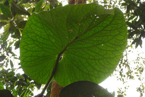 Piper sp., reticulate nervation, Chicaque, Soacha, Colombia