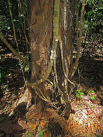 Piper sp., a climbing species emitting stolon axes creeping on forest soil, with adventitious roots, and becoming functionnally like feeding roots for main stem, Tangkoko, Sulawesi