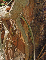Piper sp., a new green stolon will continue its  propagation distal growth while its proximal part will be rooting in the soil and thus become functionnally a feeding root for the main climbing stem, Tangkoko, North Sulawesi