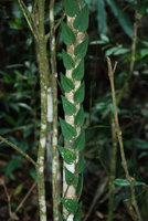 Piper sp, climbing upward appressed shingle leaves, Khao Yai NP, Thailand