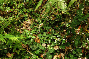 Piper sp., monopodial stems with kidney shaped leaves and adventitious roots creeping on forest floor like ivy, Manado, North Sulawesi