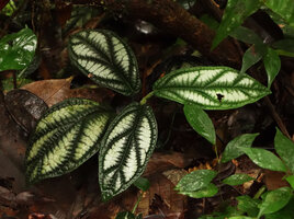 Piper sp., Penrissen, Sarawak