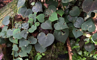 Piper sp., perfectly heart shaped leaves, Malagufuk, Sorong, West Papua