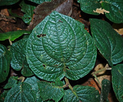 Piper sp., probably allied to Piper vestitum, perfectly orbicular leaves, Danum Valley, Sabah, Borneo