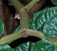 Piper sp., probably allied to Piper vestitum, two successive axillary scars of reduced stem with terminal inflorescence, Danum Valley, Sabah, Borneo