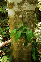 Piper sp., strong foliar dimorphism between small kidney shaped leaves on monopodial main stem fixed by adventitious roots and big oval leaves on plagiotropic detached fertile stems, Manado, North Sulawesi