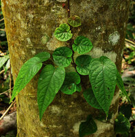Piper sp., strong foliar dimorphism between the small kidney shaped leaves on monopodial main stem fixed by adventitious roots and big oval leaves on plagiotropic detached fertile stems, Manado, North Sulawesi