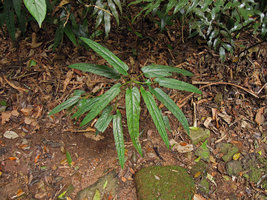 Piper truncatum, young individual on earth bank, Tijuca NP, Rio de Janeiro, Brazil