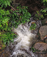 Piptospatha perakensis as an obligate rheophyte, Perak, Malaysia