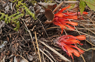 Pitcairnia heterophylla, new resting shoots densely protected by dreadful spiny cataphylls, Mirador Rey Tepepul, Lake Atitlan, Guatemala