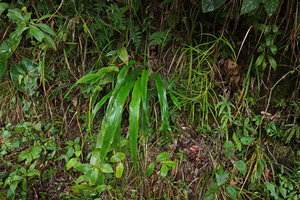 Pitcairnia imbricata, leaf rosette on limestone rocky bank, Chiquibul NP, Belize