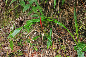 Pitcairnia imbricata on limestone rocky bank, Chiquibul NP, Belize