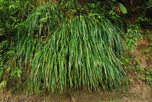 Pitcairnia sp. clump on a vertical bank, Osa, Costa Rica