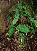 Plagiostachys parva on a vertical earth bank, the red inflorescence emerging from the basal leaf sheaths, Poring, 400 m asl, Kinabalu NP, Sabah, Borneo