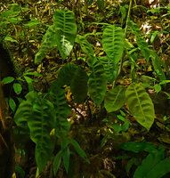 Plagiostachys parva, plicate bullate leaves, Deramakot FR, Sabah, Borneo