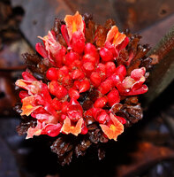 Plagiostachys strobilifera, flower buds protected by the reddish cucullate petals and flowers at anthesis with orange labellum, Danum Valley, Sabah, Borneo