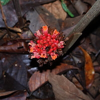 Plagiostachys strobilifera, inflorescence with decaying old flowers, flowers at anthesis and flower buds, Danum Valley, Sabah, Borneo
