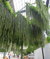 Plants hanging from Le Ciel Vert, Grand Palais, Paris