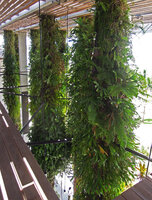 Platycerium and other ferns on the shaded faces of the Hanging Columns, PAMM Museum, Miami, July 2016