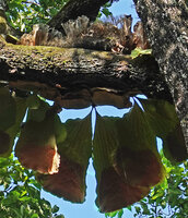 Platycerium angolense, dry marcescent clasping sterile fronds and large fleshy triangular hanging narrowly petiolate fertile fronds, East Usambara, 300 m asl, Tanzania