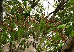 Platycerium bifurcatum, basket and fertile fronds, Cape Tribulation, Queensland, Australia