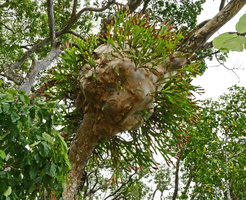 Platycerium bifurcatum, epiphytic basket on a beach tree, Cape tribulation, Queensland, Australia