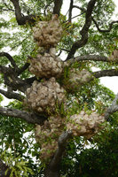 Platycerium bifurcatum, old partly dead  baskets on a beach tree, Cape tribulation, Queensland, Australia