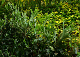 Platycerium bifurcatum on the Vertical Garden, Hotel Icon, Hong Kong