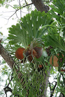 Platycerium coronarium, basket, photosynthetic and fertile fronds, Singapore