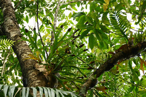 Platycerium hillii, Mossman, Queensland, Australia