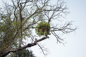 Platycerium holttumii during the dry season, Kaeng Krachan NP, Thailand