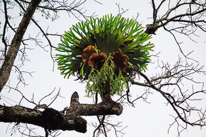 Platycerium holttumii , Thailande