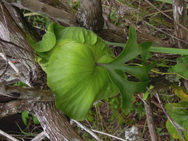 Platycerium ridleyi as a low epiphyte, Redang, Malaysia