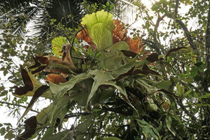 Platycerium stemaria, basket and fertile fronds, Lohendje, Cameroun