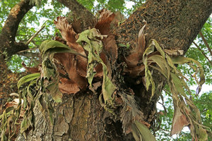 Platycerium stemaria dehydrated during the dry season on trees along city street, Edea, Cameroun