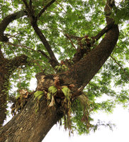 Platycerium stemaria partly dehydrated during the dry season on tree branch along city street, Edea, Cameroun