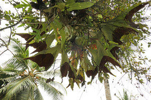 Platycerium stemaria with fertile fronds, Lohendje, Cameroun