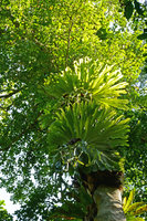 Platycerium superbum, Atherton, Queensland, Australia