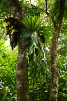 Platycerium superbum, dichotomously branching veins of young sterile basket frond, Atherton, Queensland, Australia