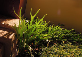 Platycerium veitchii on the Vertical Garden, Sofitel Palm Jumeirah, Dubai